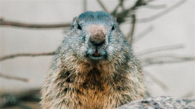 Groundhog Day: Spring is just around the corner