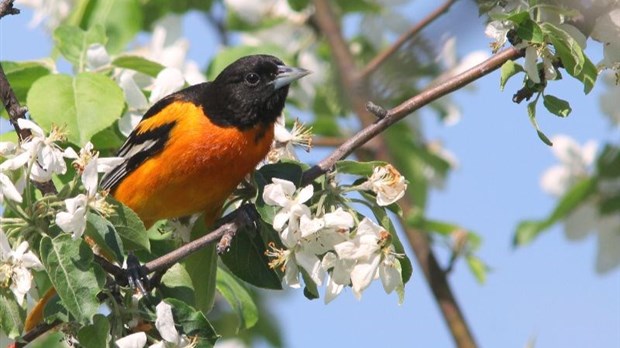 Apprenez à Jardiner pour les oiseaux ce jeudi à Vaudreuil-Dorion