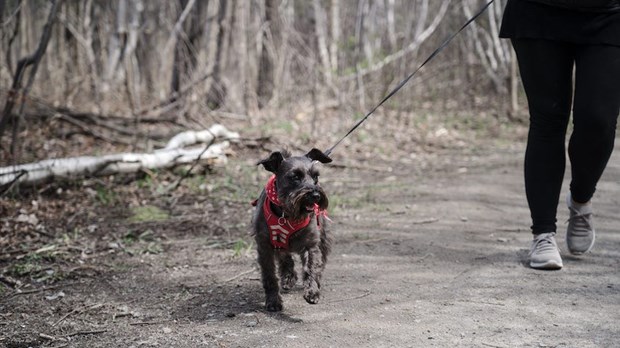 La présence d'animaux sauvages dans la région vous pousse-t-elle à modifier vos habitudes? 