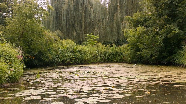 Restoring riparian buffer strips: COBAVER-VS presents its results