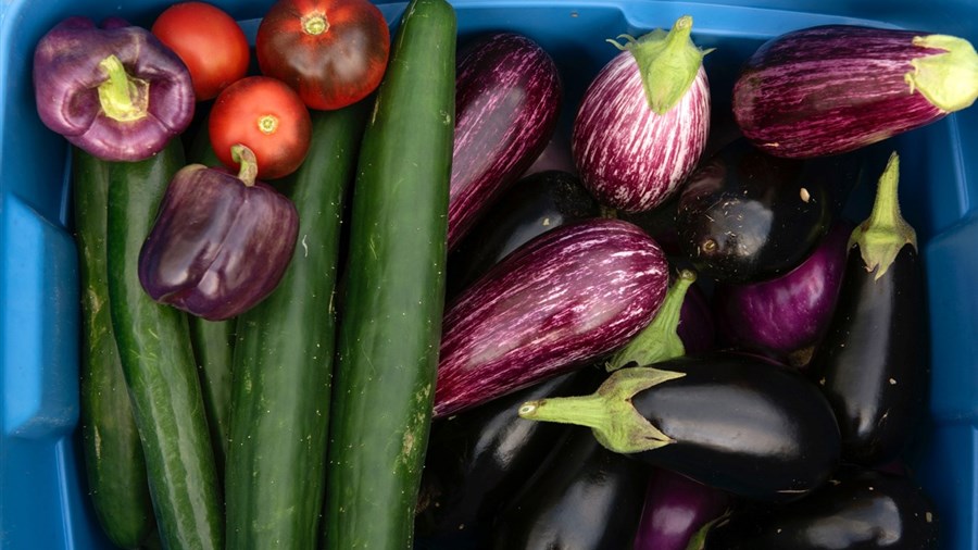 Optez pour un panier de légumes biologiques cet été 