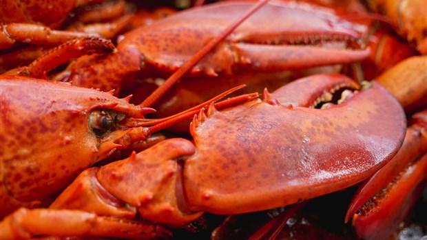 Un souper-bénéfice aux homards pour la Maison de la Famille Vaudreuil-Soulanges