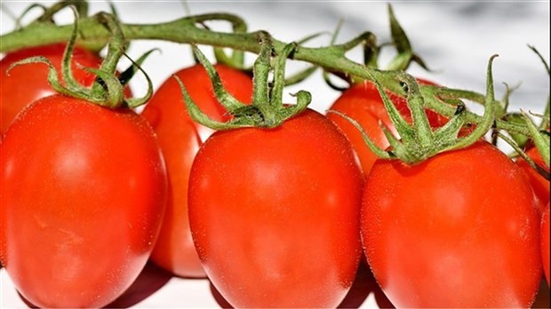 Des espaces de potager disponibles pour l'été à Les Coteaux 