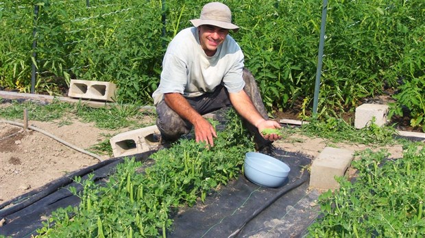 Activité de ferme maraîchère à Saint-Polycarpe