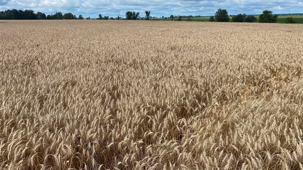 Le Syndicat de l'UPA de Vaudreuil-Soulanges finaliste au Gala Agristars