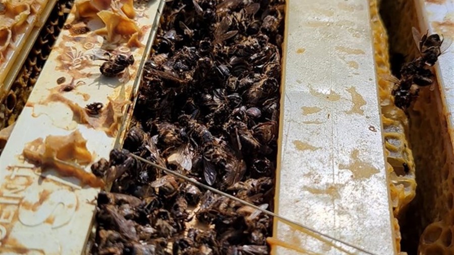 Ferme des Petites Écores loses 100% of its bee population  