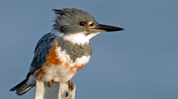 Hudson has finally chosen its emblematic bird    