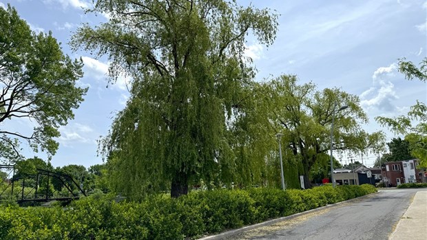 Salaberry-de-Valleyfield contrainte d’abattre deux arbres matures au centre-ville