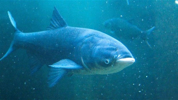 Invasive species: Three grass carp caught in Vaudreuil Bay  