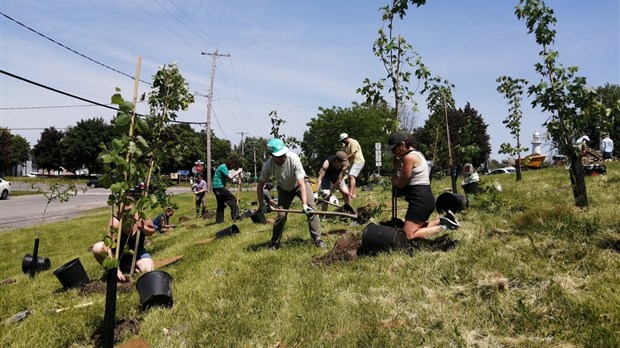Pointes-des-Cascades plants 300 trees with Arbre-Évolution  