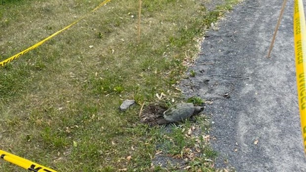 Une sympathique occupante du parc de la Maison-Valois est de retour