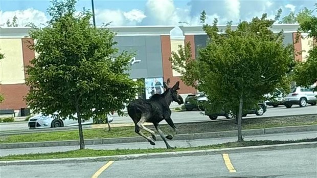 Inusité: un orignal en cavale dans Vaudreuil-Dorion