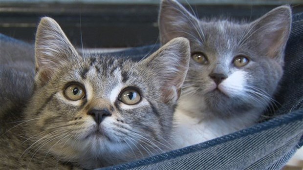Top tips for moving with pets 