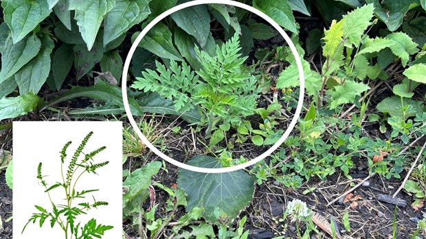 La mi-juillet : le temps fort de l'herbe à poux