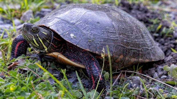 Mimi the turtle has settled in at Le 405 park