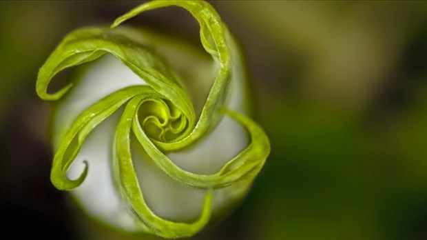 La nature et ses petits détails en vedette à Saint-Lazare 