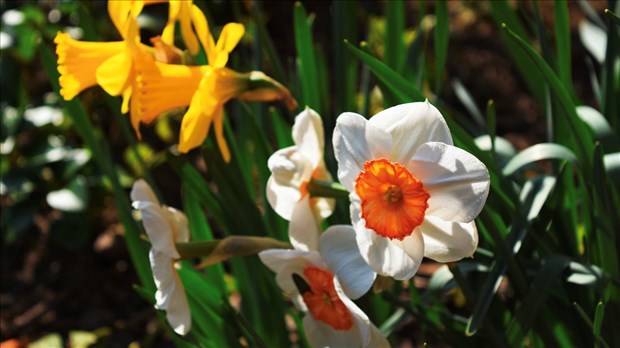 Ecological landscaping competition in full swing at Saint-Lazare   