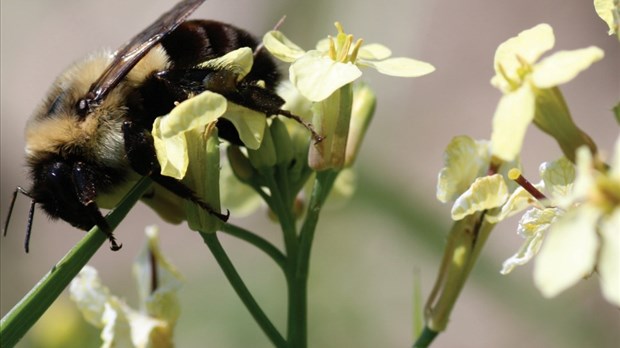 Gestion des intrants et agriculture : Une nouvelle thématique pour cultiver le vivre ensemble en Montérégie! 