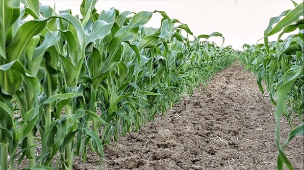 Eat Local 2024 open house: a farm in Les Cèdres takes part   