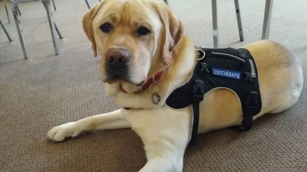 6 à 9 ans : améliorer sa lecture avec le chien Sandale et une zoothérapeute