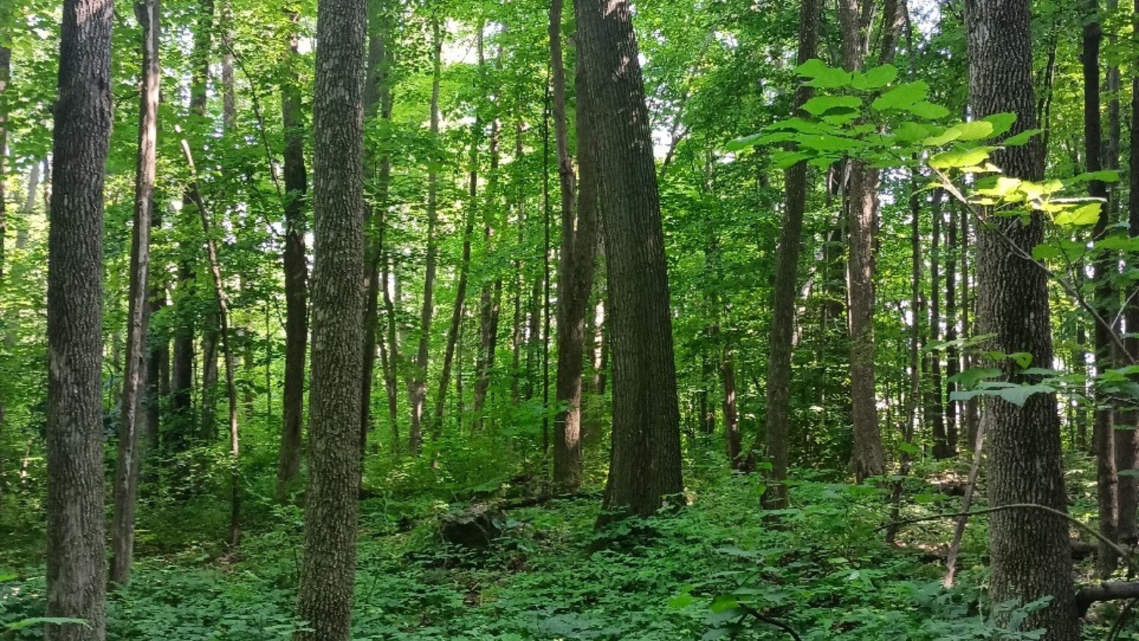 VaudreuilsurleLac wants to buy part of a woodland