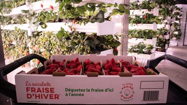 Local company Ferme d'Hiver put up for sale  