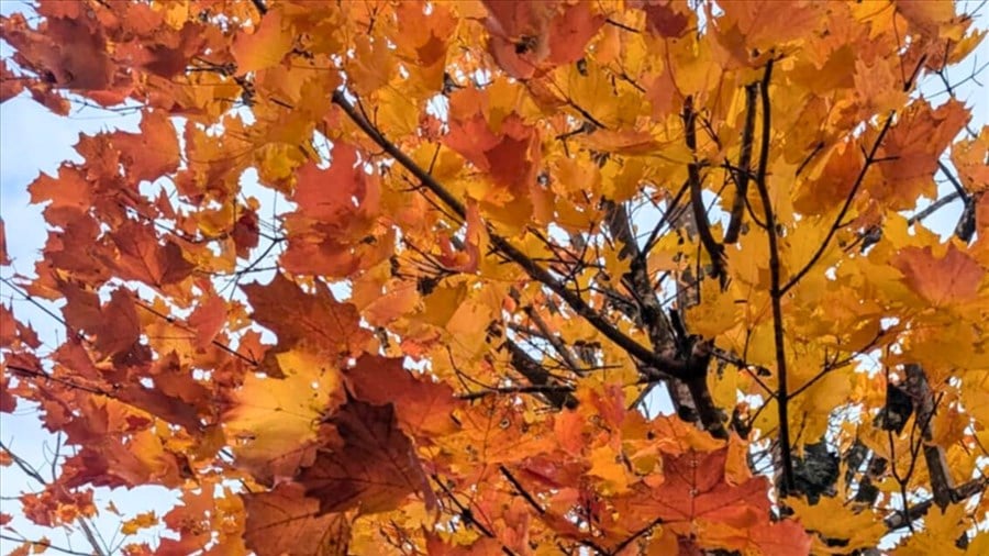 8 activités incontournables à Vaudreuil-Soulanges