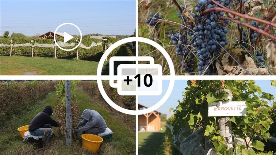 Tour d'horizon des vendanges dans la région