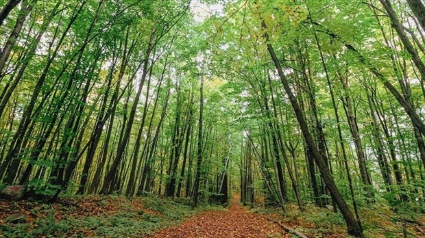 Projet d'éradication du nerprun à Pincourt ce jeudi