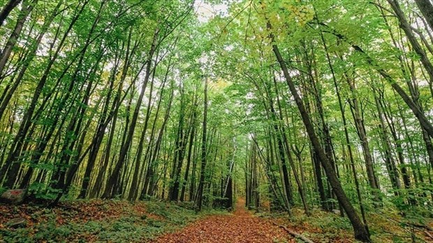 Projet d'éradication du nerprun à Pincourt ce jeudi