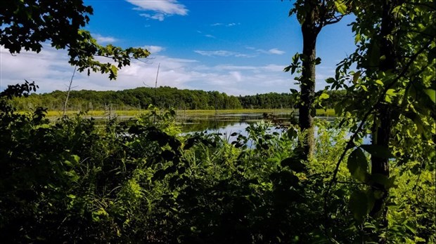 La CMM invite les municipalités à protéger d'avantage la biodiversité