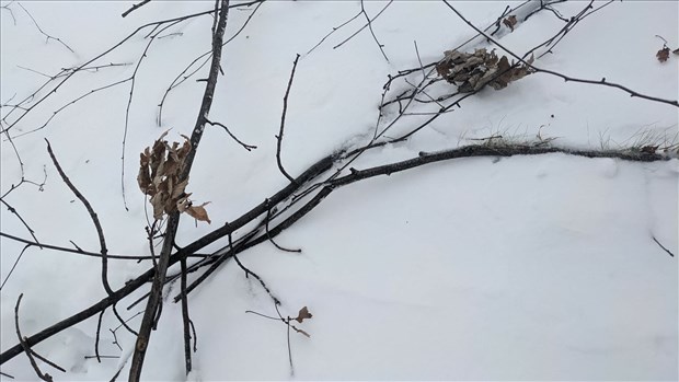 Ville de Saint-Lazare: retard dans la collecte des branches 