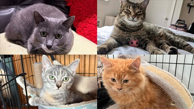 « Ronronne avec Moi »: mission sauvetage des chats abandonnés en région