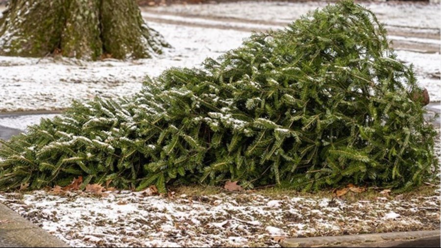 Offrez votre sapin aux oiseaux