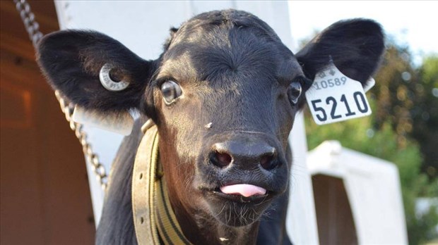 Produire un lait d’exception: la vision de la Ferme du Campus Macdonald