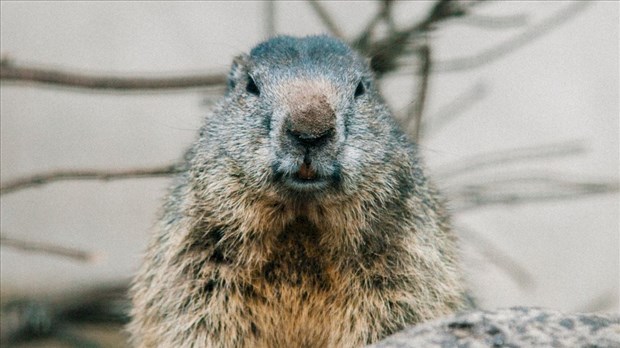 Groundhog Day: six more weeks of winter