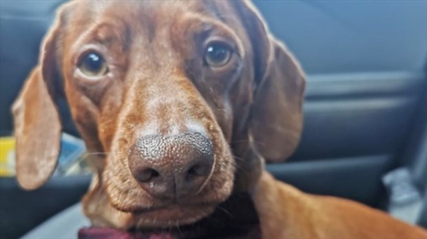 Les chiens sur les terrasses de restaurants, une bonne idée? 