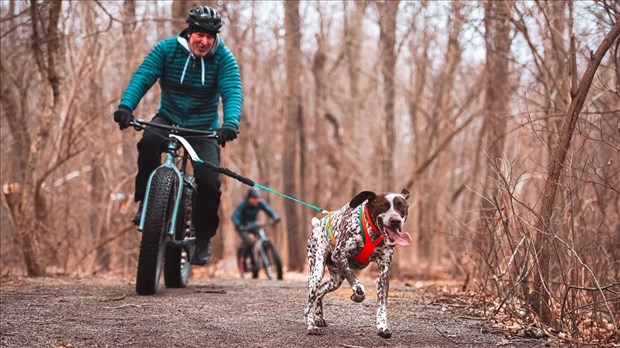 Retour du fatbike joring au Parc nature de Pointe-des-Cascades