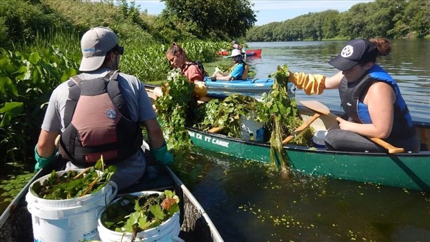 Le COBAVER-VS reprend la lutte contre la châtaigne d’eau