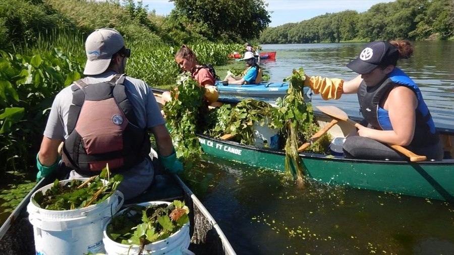 Le COBAVER-VS reprend la lutte contre la châtaigne d’eau
