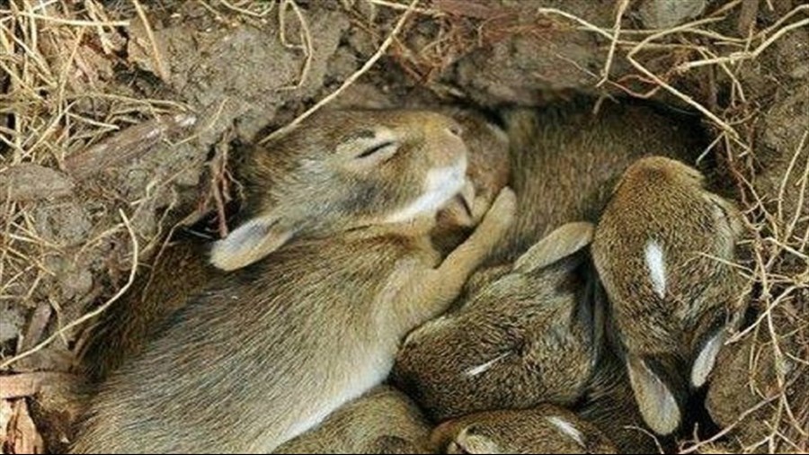 Printemps : que faire si vous trouvez un bébé animal dans votre cour?