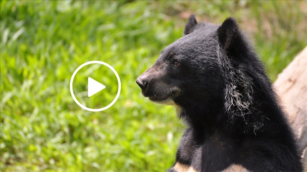 EN VIDÉO | Visite surprise d’un ourson sur la 86e Avenue à Saint-Zotique