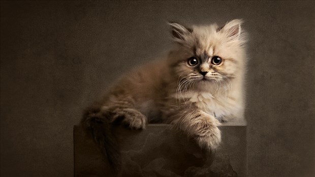 Le photographe Stéphane Larivière primé au concours international UMENCIA