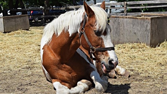 Les écuries de Saint-Lazare ouvrent leurs portes pour célébrer la Journée nationale du cheval