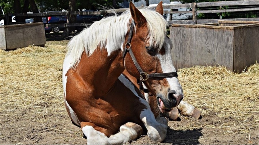 Les écuries de Saint-Lazare ouvrent leurs portes pour célébrer la Journée nationale du cheval