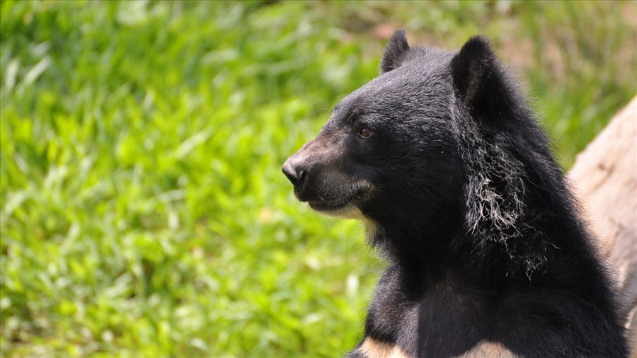 Craignez-vous de plus en plus la présence d'animaux sauvages en milieu urbain?