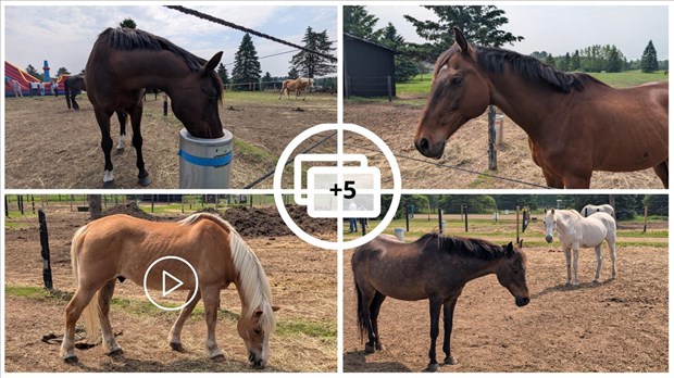 Journée du cheval : succès pour la journée portes ouvertes à Saint-Lazare