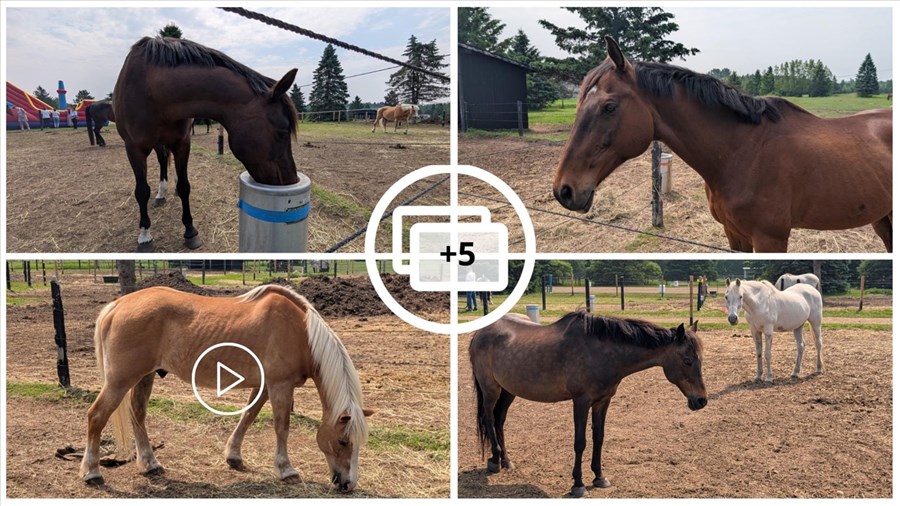 Journée du cheval : succès pour la journée portes ouvertes à Saint-Lazare