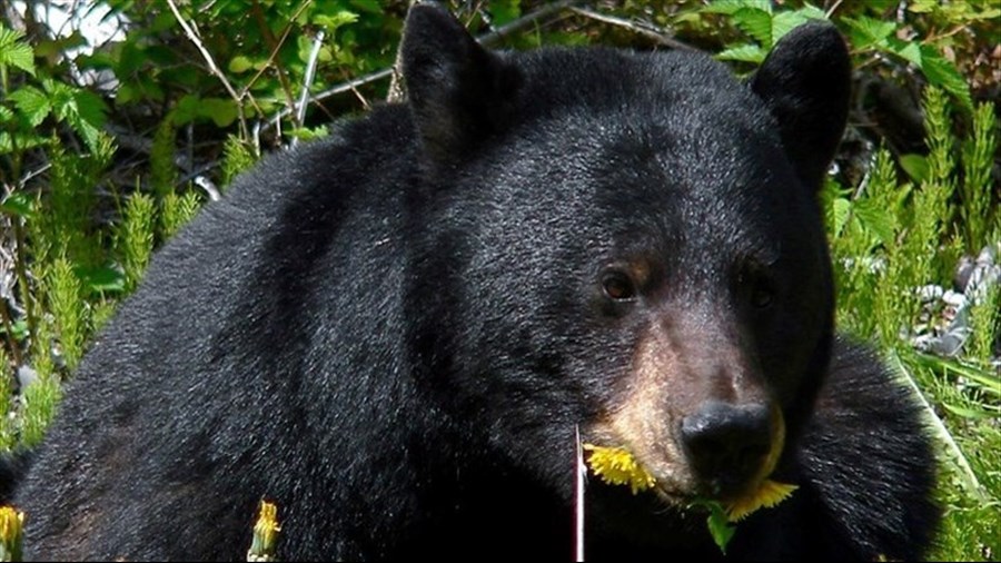 Animaux sauvages: 37,5% ne sont pas inquiets de leur présence en milieu urbain