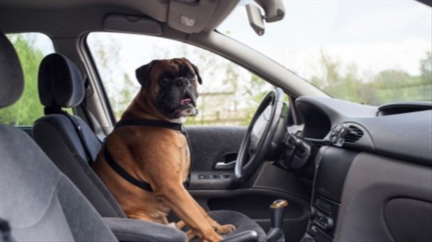 Canicule : votre voiture peut devenir un piège pour votre animal